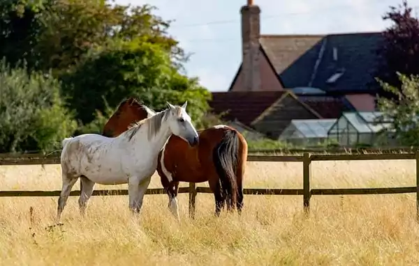 Rehab Ranch Programs